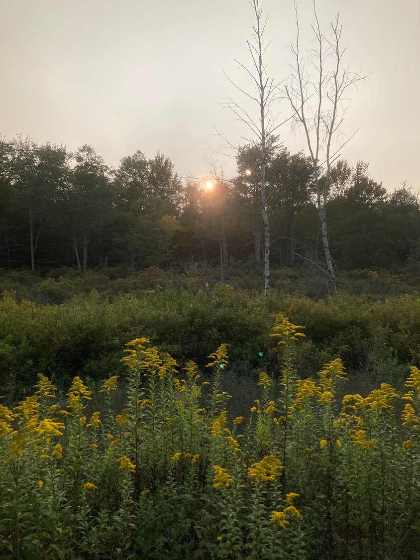 The glow of goldenrod at sunset stirs a heightened sense of gratitude for the balm of beauty that is a priceless gift of the natural world. Not to be confused with ragweed, which blooms concurrently and launches vexatious pollen that stimulates respiratory allergies for some, goldenrod is a benign and important source of support for many pollinators.